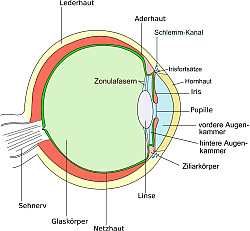 Anatomie des Auges