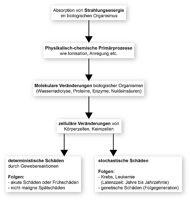 Schematische Darstellung der Reaktionskette der biologischen Strahlenwirkung.