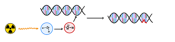 Schematische Zeichnung der indirekten Strahlenwirkung am Beispiel der Wasserradiolyse.